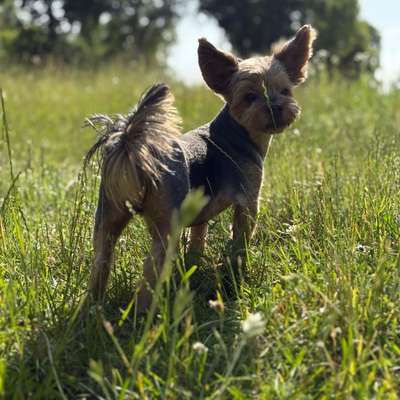 Hundetreffen-Gassifreunde für Garry-Bild