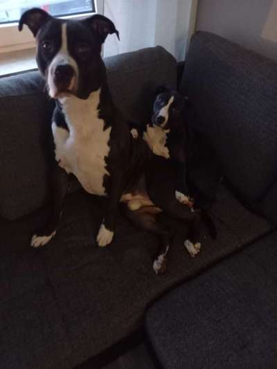 Hunde Begegnungen-Beitrag-Bild