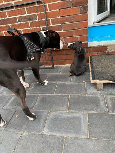 Mehrhundhaltung-Beitrag-Bild