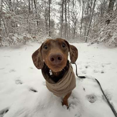 Hundetreffen-Freunde für Mailo-Bild
