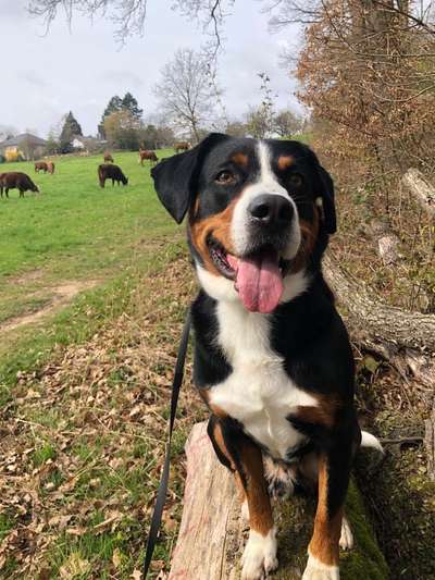 Appenzeller Sennenhunde-Beitrag-Bild