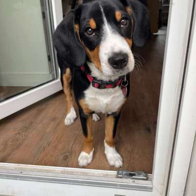 Hundetreffen-Welpentreffen in Bayreuth-Bild