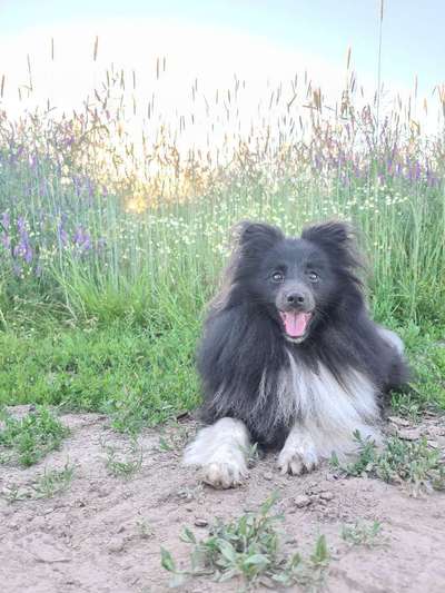 Shelties-Beitrag-Bild