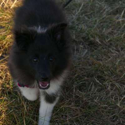 Welpen Bilder !-Beitrag-Bild