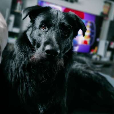 Hundetreffen-Nero sucht Freunde zum Gassi gehen oder spielen🐶🐕-Bild