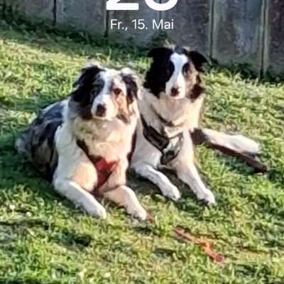 Hundetreffen-Suchen Aussi und border colli treffen-Bild