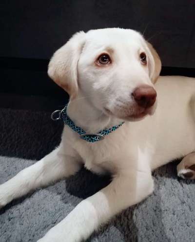 Labradorfans-Beitrag-Bild