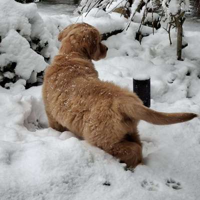 Hundetreffen-Spielen und Sozialisation-Bild