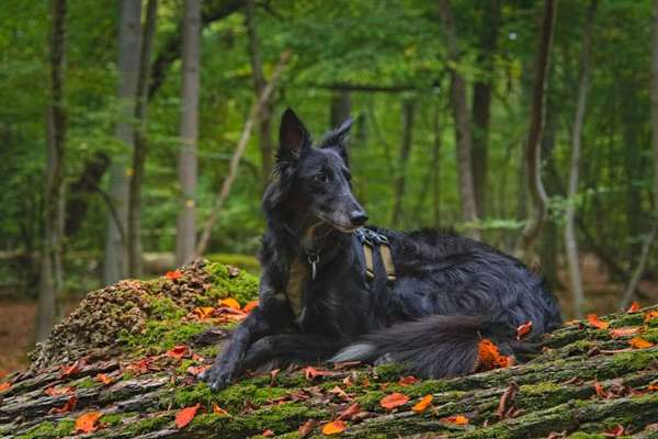 Dogorama Photo Challenge - Portrait-Beitrag-Bild