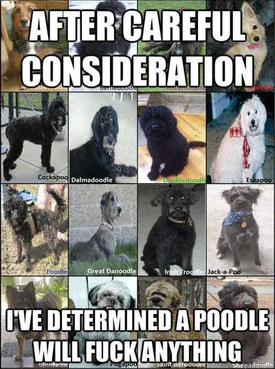 Qualzucht - Warum Aufklärung alleine nicht reicht-Beitrag-Bild