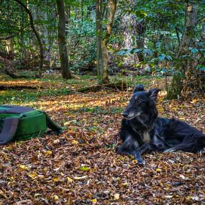 Leinenpflicht – nervige Einschränkung oder sinnvoller Schutz?-Beitrag-Bild