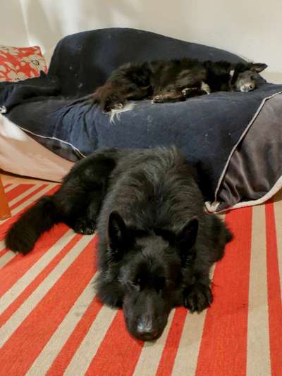 Nadel im Heuhaufen gesucht - mittelgroße Begleithunderasse-Beitrag-Bild