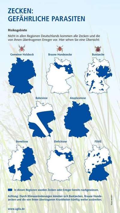 Zeckenbekämpfung durch Spot-ons - unübertreffliche Wirkung oder verhängnisvolles Gift?-Beitrag-Bild
