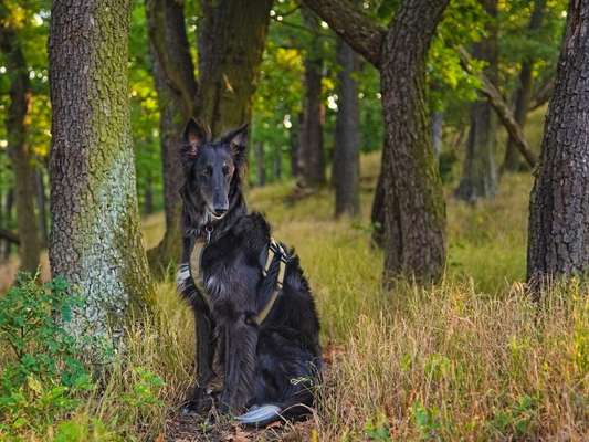 Waldbaden – Shinrin Yoku – mit dem Hund, bzw. für den Hund-Beitrag-Bild