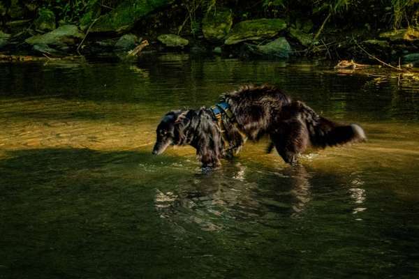 Nadel im Heuhaufen gesucht - mittelgroße Begleithunderasse-Beitrag-Bild