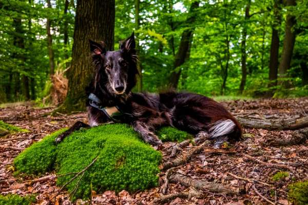 Nadel im Heuhaufen gesucht - mittelgroße Begleithunderasse-Beitrag-Bild