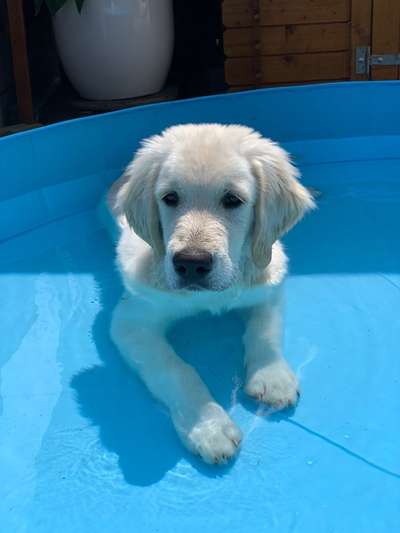 Die Dogorama Kalender Challenge 4/4-Beitrag-Bild