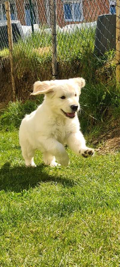 Die Dogorama Kalender Challenge Teil 3/4-Beitrag-Bild