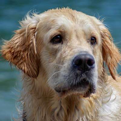 Wo sind die Golden Retriever Liebhaber?-Beitrag-Bild
