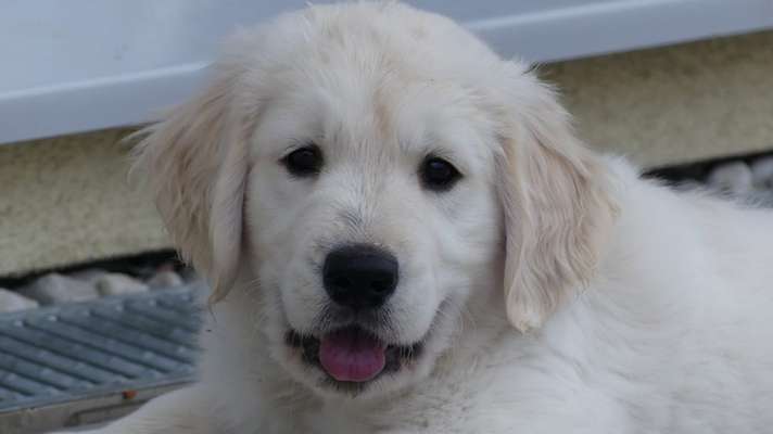 Wo sind die Golden Retriever Liebhaber?-Beitrag-Bild