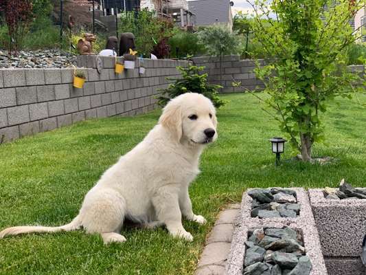 Die Dogorama Monats Challenge "Es grünt und blüht"-Beitrag-Bild