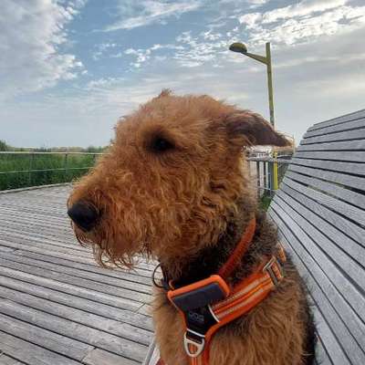 Hundetreffen-Spieletreff-Bild