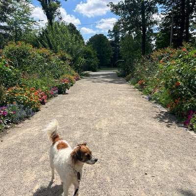 Hundetreffen-Gemeinsam spazieren-Bild