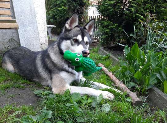 Zeig dein Hund mit seinem Lieblingsspielzeug-Beitrag-Bild