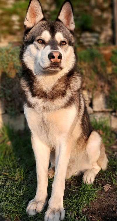 Lieblingsbild von euren Hunden?-Beitrag-Bild