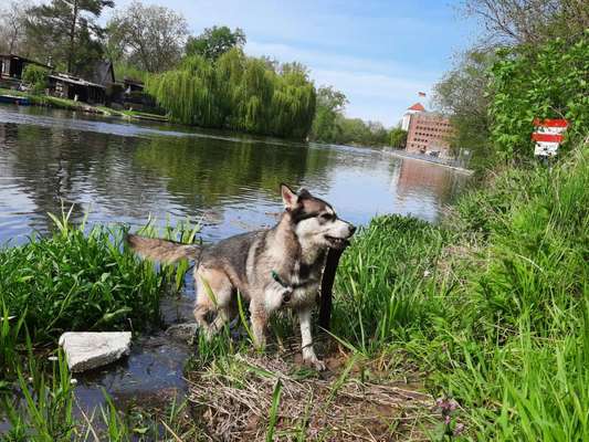 Dogorama-Monats-Challenge-Mai "Wasser"-Beitrag-Bild