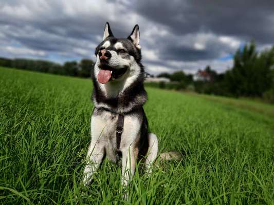 Die Dogorama Kalender Challenge 4/4-Beitrag-Bild