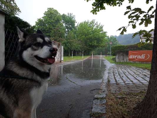Die Dogorama Wochen Challenge: “Regenspaziergänge"-Beitrag-Bild