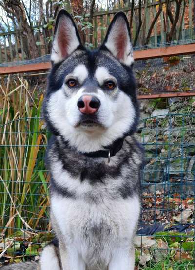 Fotochallange Nr. 57     PORTRÄT.   Beendet!!!!!!!!-Beitrag-Bild