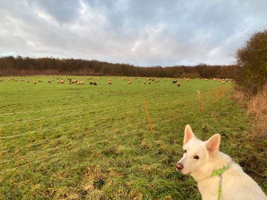 Hundetreffen-Spielgefährten gesucht-Bild