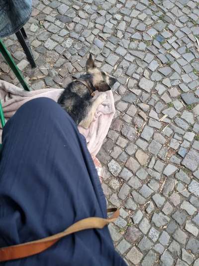 Restaurantbesuch mit Hund-Beitrag-Bild