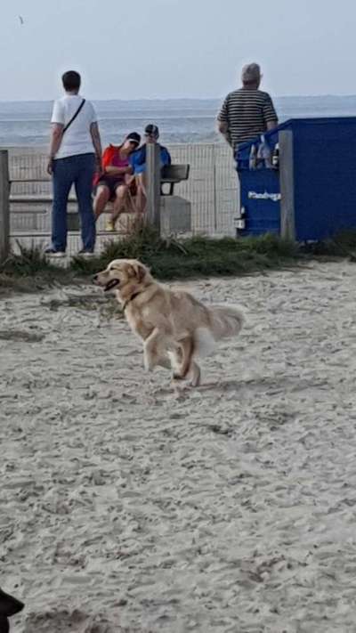 Hundetreffen-Goldie-Treffen-Bild