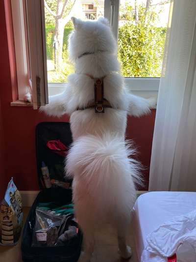 Samojede-Beitrag-Bild