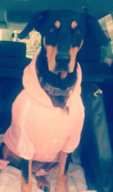 Foto's und Hundemodels-Beitrag-Bild