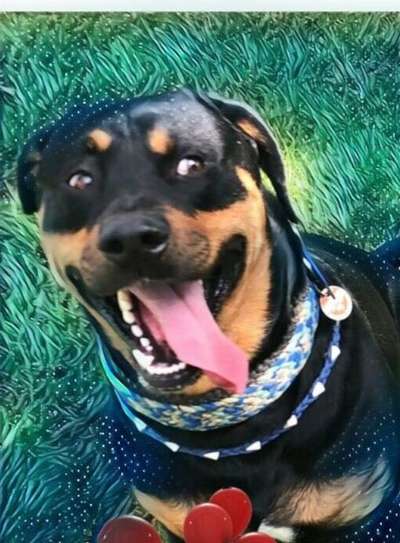 Foto's und Hundemodels-Beitrag-Bild