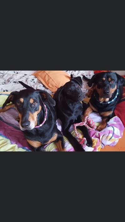 Bester Freund, Hundekumpel - zeigt her!-Beitrag-Bild