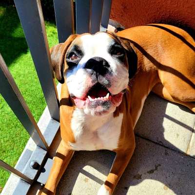 Hundetreffen-Gassitreffen in Neu-Ulm/Ulm-Bild