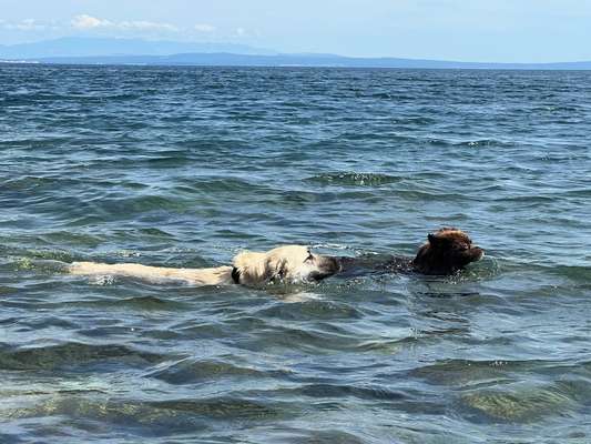 Hunde schwimmen/ Hundestrand Kreis Recklinghausen-Beitrag-Bild