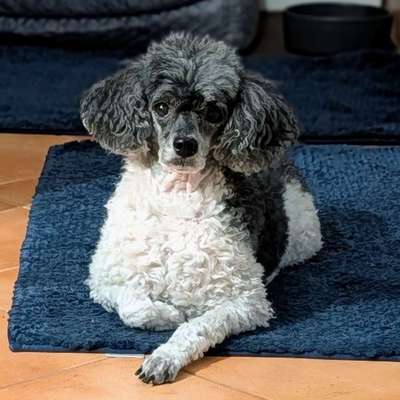 Hundetreffen-Pudeltreffen-Bild