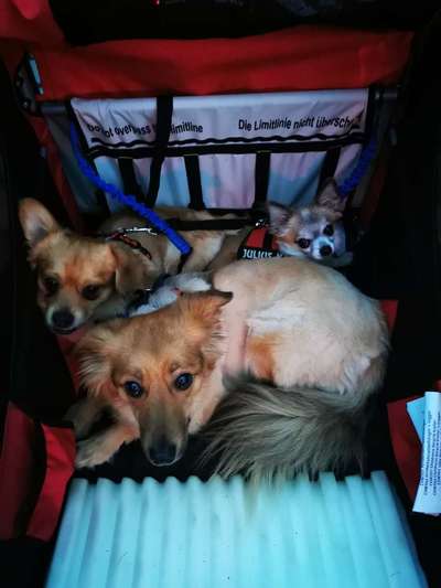 Die Dogorama Wochen Challenge-Beitrag-Bild