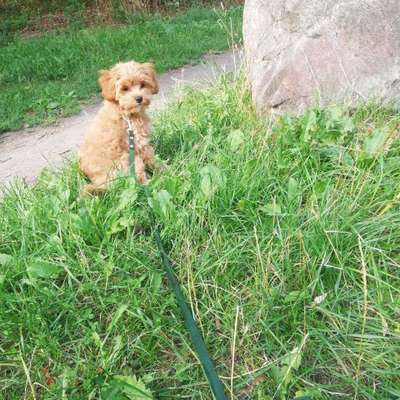 Hundetreffen-Welpen Freund für Poochy-Bild