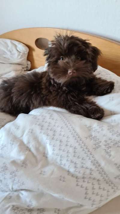 Darf der Hund bei Euch im Bett schlafen?-Beitrag-Bild