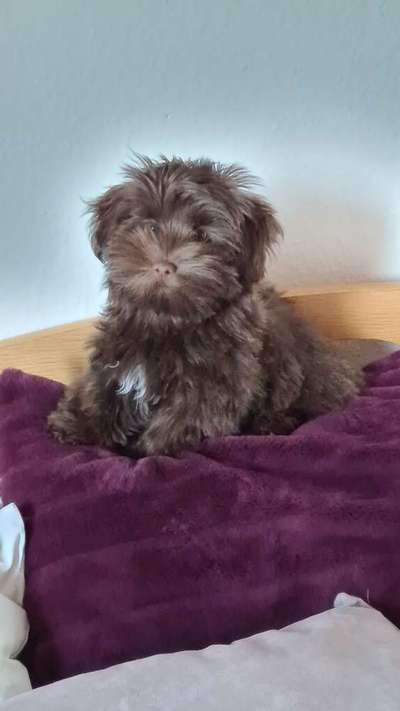 Darf der Hund bei Euch im Bett schlafen?-Beitrag-Bild