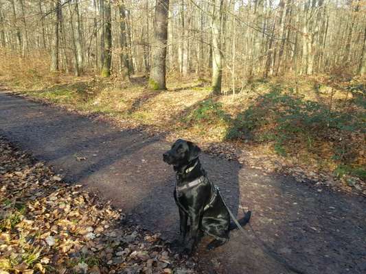 Labradorfans-Beitrag-Bild