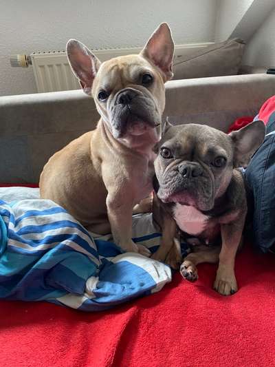 Zeigt her eure Frenchi-Beitrag-Bild