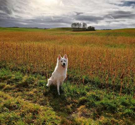 Hundetreffen-Gassirunde inkl Spieleinheit-Bild
